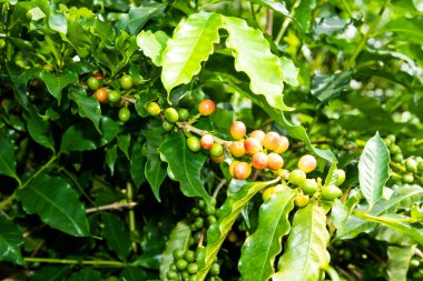 Yunlin, Tayvan 'daki bir kafede kahve çekirdekli kahve ağaçları..