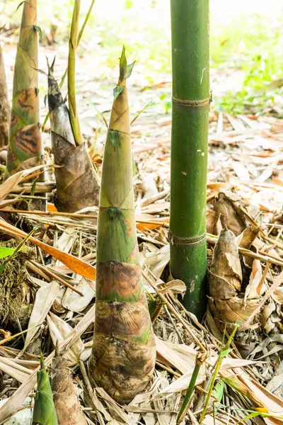 stock image Young bamboo sprouts growing at agricultural bamboo farmland in Yunlin, Taiwan.