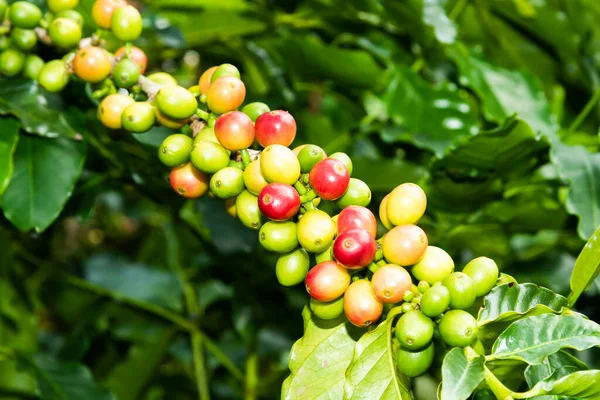 Stock image Coffee trees with coffee beans on a cafe plantation in Yunlin, Taiwan.