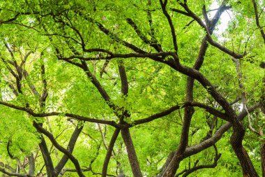 Arkaplan olarak parktaki büyük ağaçların alçak açılı görünümü.