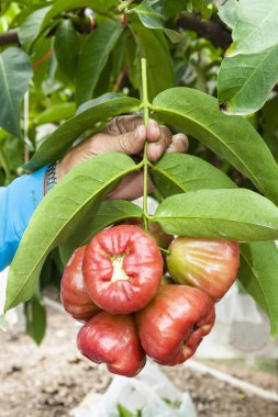 Tayvan 'daki tarlalardan balmumu elma toplayan çiftçinin yakın çekimi..