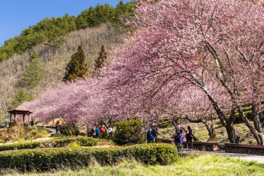 Taichung, Tayvan - 20 Şubat 2020: Kiraz çiçekleri açtığında, turistler Taichung Shei-Pa Milli Parkı, Tayvan 'daki Wuling Çiftliğini ziyaret ederler..