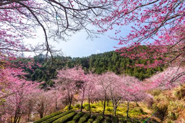 Tayvan 'ın Taichung Shei-Pa Ulusal Parkı' ndaki Wuling Çiftliğinin Sakura Bahçeleri 'nde pembe kiraz çiçeklerinin manzarası..