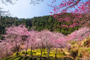 Tayvan 'ın Taichung Shei-Pa Ulusal Parkı' ndaki Wuling Çiftliğinin Sakura Bahçeleri 'nde pembe kiraz çiçeklerinin manzarası..