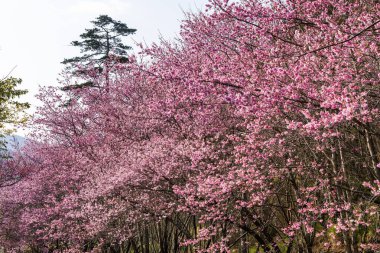 Tayvan 'ın Taichung Shei-Pa Ulusal Parkı' ndaki Wuling Çiftliğinin Sakura Bahçeleri 'nde pembe kiraz çiçeklerinin manzarası..