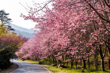 Tayvan 'ın Taichung Shei-Pa Ulusal Parkı' ndaki Wuling Çiftliğinin Sakura Bahçeleri 'nde pembe kiraz çiçeklerinin manzarası..