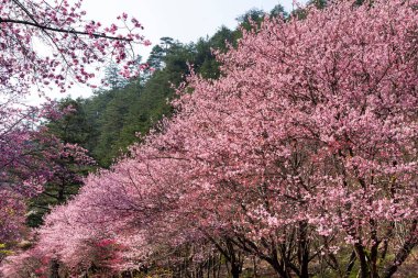 Tayvan 'ın Taichung Shei-Pa Ulusal Parkı' ndaki Wuling Çiftliğinin Sakura Bahçeleri 'nde pembe kiraz çiçeklerinin manzarası..