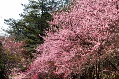 Tayvan 'ın Taichung Shei-Pa Ulusal Parkı' ndaki Wuling Çiftliğinin Sakura Bahçeleri 'nde pembe kiraz çiçeklerinin manzarası..