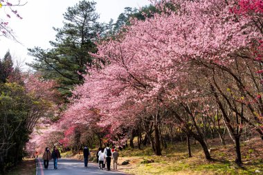 Taichung, Tayvan - 20 Şubat 2020: Kiraz çiçekleri açtığında, turistler Taichung Shei-Pa Milli Parkı, Tayvan 'daki Wuling Çiftliğini ziyaret ederler..