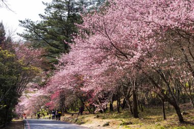 Taichung, Tayvan - 20 Şubat 2020: Kiraz çiçekleri açtığında, turistler Taichung Shei-Pa Milli Parkı, Tayvan 'daki Wuling Çiftliğini ziyaret ederler..