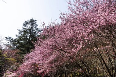 Tayvan 'ın Taichung Shei-Pa Ulusal Parkı' ndaki Wuling Çiftliğinin Sakura Bahçeleri 'nde pembe kiraz çiçeklerinin manzarası..