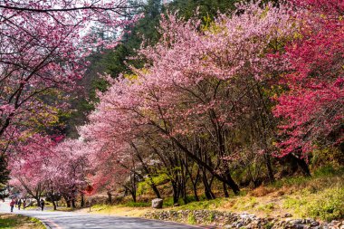 Taichung, Tayvan - 20 Şubat 2020: Kiraz çiçekleri açtığında, turistler Taichung Shei-Pa Milli Parkı, Tayvan 'daki Wuling Çiftliğini ziyaret ederler..