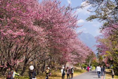 Taichung, Tayvan - 20 Şubat 2020: Kiraz çiçekleri açtığında, turistler Taichung Shei-Pa Milli Parkı, Tayvan 'daki Wuling Çiftliğini ziyaret ederler..