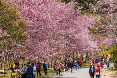 Taichung, Tayvan - 20 Şubat 2020: Kiraz çiçekleri açtığında, turistler Taichung Shei-Pa Milli Parkı, Tayvan 'daki Wuling Çiftliğini ziyaret ederler..