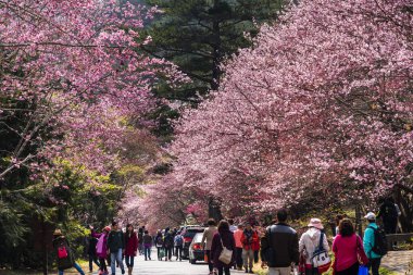 Taichung, Tayvan - 20 Şubat 2020: Kiraz çiçekleri açtığında, turistler Taichung Shei-Pa Milli Parkı, Tayvan 'daki Wuling Çiftliğini ziyaret ederler..