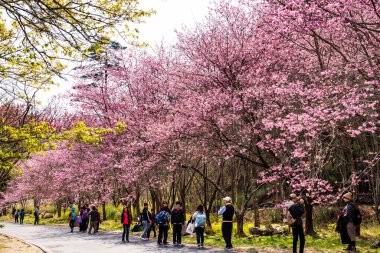 Taichung, Tayvan - 20 Şubat 2020: Kiraz çiçekleri açtığında, turistler Taichung Shei-Pa Milli Parkı, Tayvan 'daki Wuling Çiftliğini ziyaret ederler..