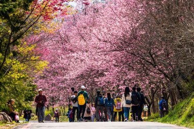 Taichung, Tayvan - 20 Şubat 2020: Kiraz çiçekleri açtığında, turistler Taichung Shei-Pa Milli Parkı, Tayvan 'daki Wuling Çiftliğini ziyaret ederler..