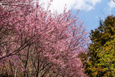 Tayvan 'ın Taichung Shei-Pa Ulusal Parkı' ndaki Wuling Çiftliğinin Sakura Bahçeleri 'nde pembe kiraz çiçeklerinin manzarası..