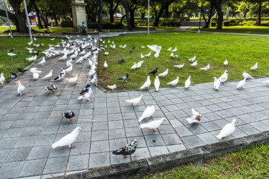 Tayvan 'daki Taichung Parkı' nda yerde bulunan yabani güvercinlere yakından bakın..