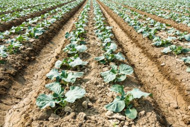 Tayvan 'da yetişen yeşil Romanesco brokoli tohumları.