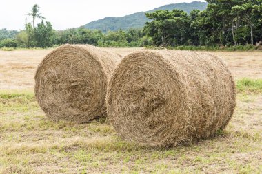 The landscape of hay rolls in the fields of Manzhou, Pingtung, Taiwan. clipart