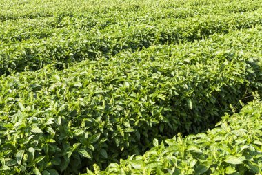Tayvan 'ın Changhua kentindeki Yeşil Basil yapraklarına (Ocimum Basilicum) yakın çekim.