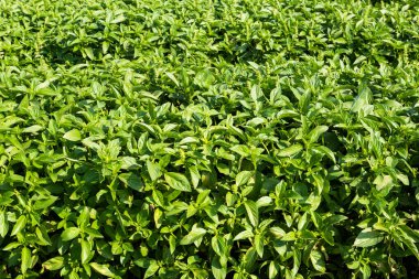 Tayvan 'ın Changhua kentindeki Yeşil Basil yapraklarına (Ocimum Basilicum) yakın çekim.
