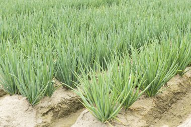 Close-up of green onion growing on farmland in Yunlin, Taiwan. clipart