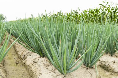 A large area of green onion growing on farmland in Yunlin, Taiwan. clipart