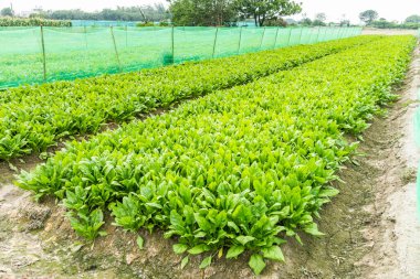 View of Fresh Spinach growing in a vegetable garden in Yunlin, Taiwan.  clipart