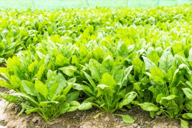 Tayvan, Yunlin 'de sebze bahçesinde yetişen taze ıspanak manzarası. 