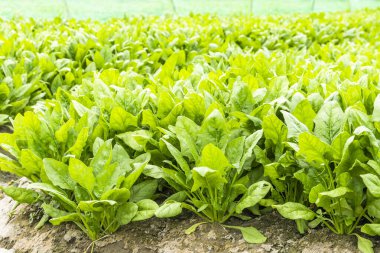 View of Fresh Spinach growing in a vegetable garden in Yunlin, Taiwan.  clipart