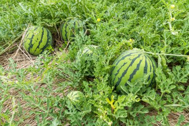 Close-up of watermelons growing in farmland in Yunlin, Taiwan. clipart