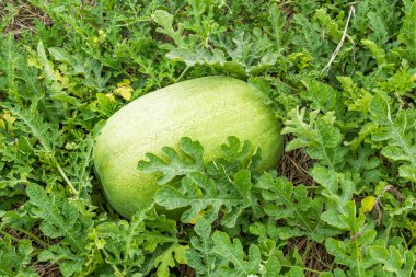 Close-up of watermelons growing in farmland in Yunlin, Taiwan. clipart