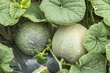 Yunlin, Tayvan 'daki tarım arazilerinde yetişen kavunların yakın çekimi.