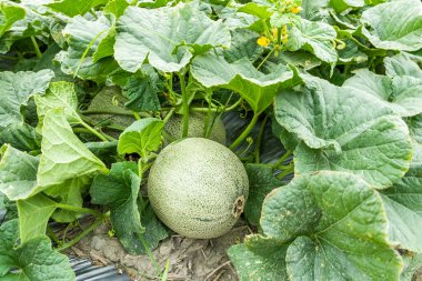 Yunlin, Tayvan 'daki tarım arazilerinde yetişen kavunların yakın çekimi.