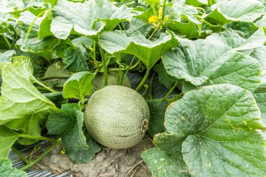 Yunlin, Tayvan 'daki tarım arazilerinde yetişen kavunların yakın çekimi.