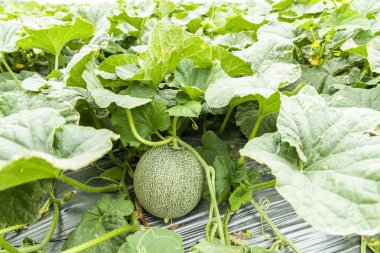 Yunlin, Tayvan 'daki tarım arazilerinde yetişen kavunların yakın çekimi.