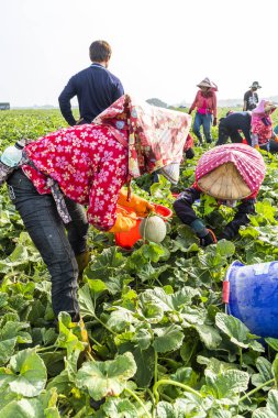 Yunlin, Tayvan - 20 Mayıs 2022: Çiftçiler Yunlin, Tayvan 'da kavun hasat ediyorlar.