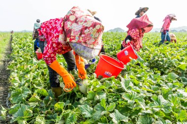 Yunlin, Taiwan - May 20, 2022: Farmers are harvesting cantaloupes in the field of Yunlin, Taiwan. clipart