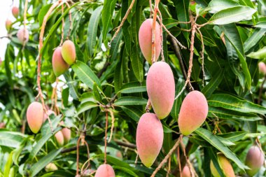 Tainan, Tayvan 'daki mango ağacındaki mango meyvelerinin yakın çekimi.. 