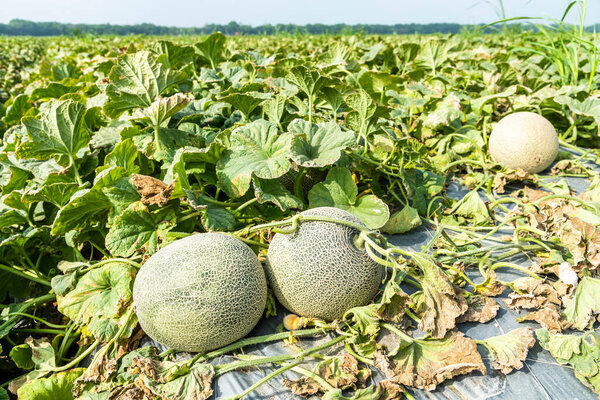 Крупный план мускусных дынь, растущих на сельскохозяйственных угодьях в Юньлине, Тайвань.
