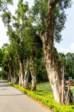 Cajeuput Ağacı 'nın (Melaleuca leucadendra Linn) yakın çekimi. Tayvan 'daki Taipei parkında..