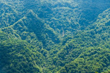 Tayvan dağlarındaki ormandaki yemyeşil ormanın alçak açılı görüntüsü.