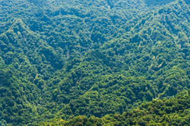 Tayvan dağlarındaki ormandaki yemyeşil ormanın alçak açılı görüntüsü.