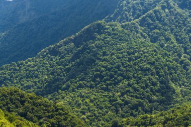 Tayvan dağlarındaki ormandaki yemyeşil ormanın alçak açılı görüntüsü.