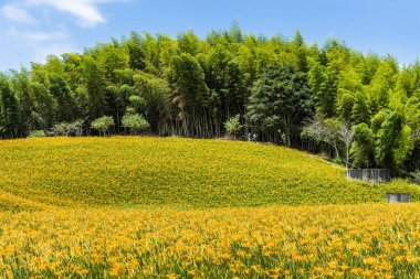 Hualien, Tayvan 'daki Chike Dağı' ndaki güzel uzun sarı zambaklar (Jinzhen Dağı). Tayvan 'daki Chike Dağı manzarası..