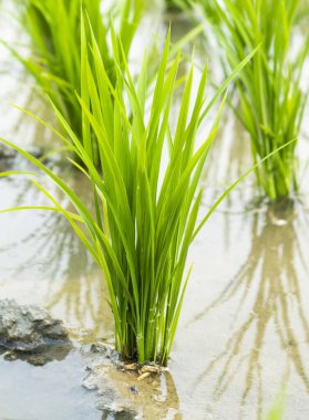 Close-up of rice seedlings growing in the fields of Taiwan. clipart