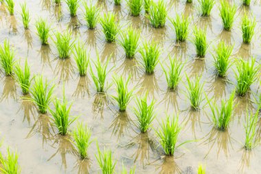 Close-up of rice seedlings growing in the fields of Taiwan. clipart