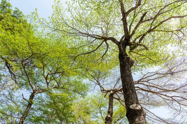 Parkta mavi gökyüzü olan Terminalia Mantaly ağaçlarının alçak açılı görüntüsü.